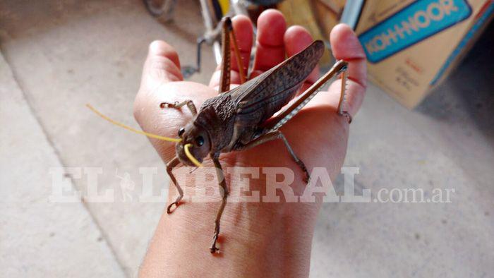 Langosta gigante sorprendioacute a Las Termas