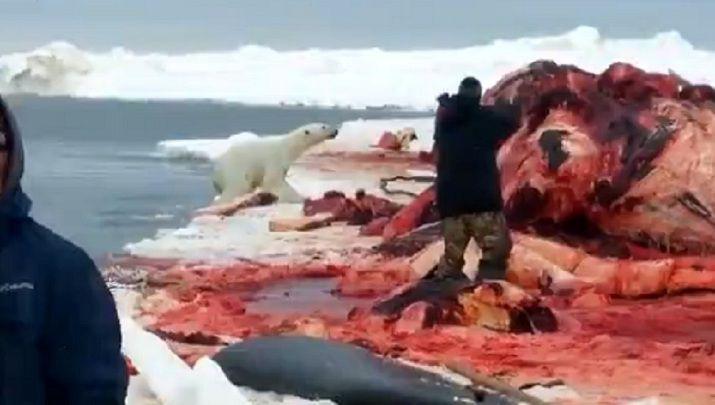 Cazadores de ballenas matan a un oso polar por acercarse a su presa