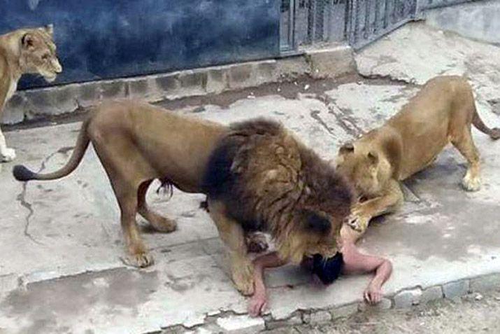 Un hombre se tiroacute a la jaula de los leones para quitarse la vida