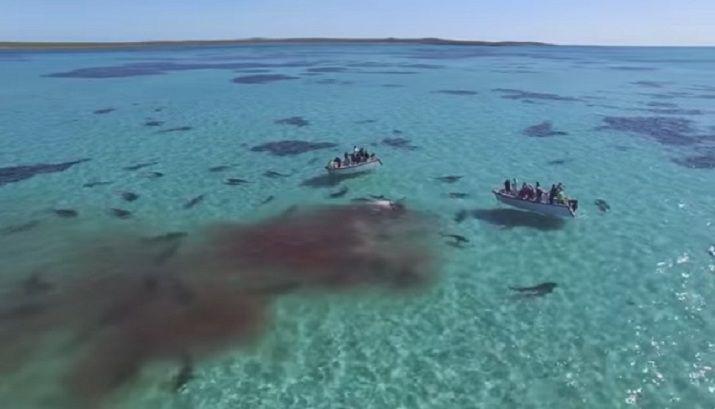 Video- La impactante matanza en costas australianas
