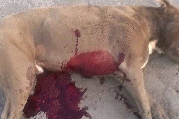 Matoacute de una puntildealada a un Pitbull que atacoacute a su hijo en su propio patio