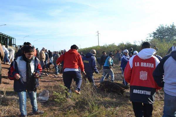 Impresionante y veloz faena tras el vuelco de un camioacuten con vacas