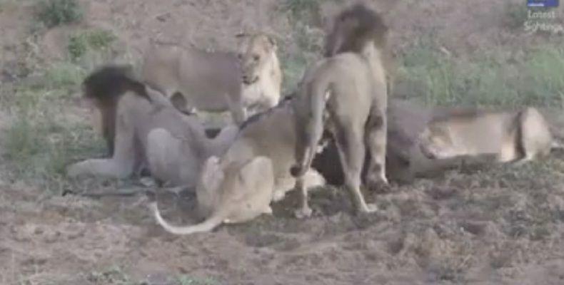 Buacutefalo escapa milagrosamente de un grupo de leones hambrientos