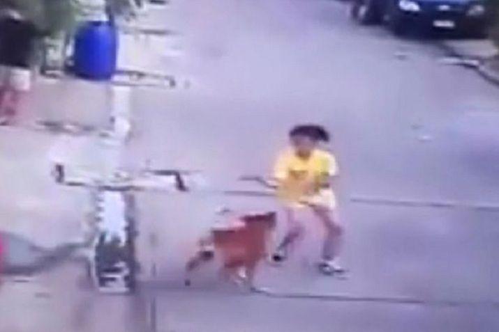Feroz ataque de un perro a una adolescente