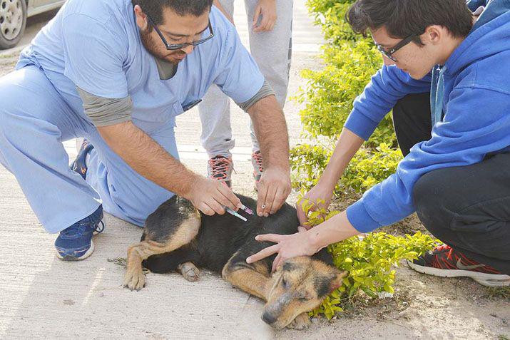 Sanidad Animal vacunoacute maacutes de cincuenta mascotas