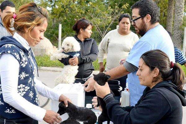 Maacutes de cincuenta mascotas fueron atendidas en un operativo de Sanidad Animal en el barrio Procrear