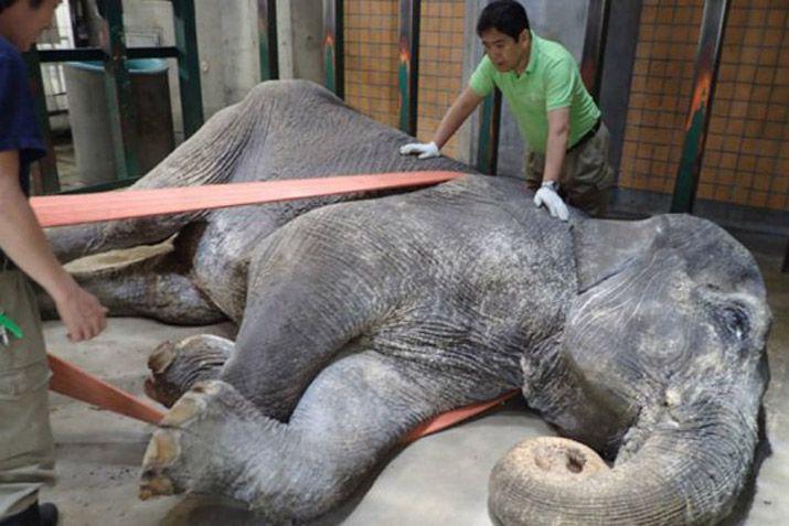 Murioacute el elefante maacutes viejo despueacutes de 67 antildeos en soledad