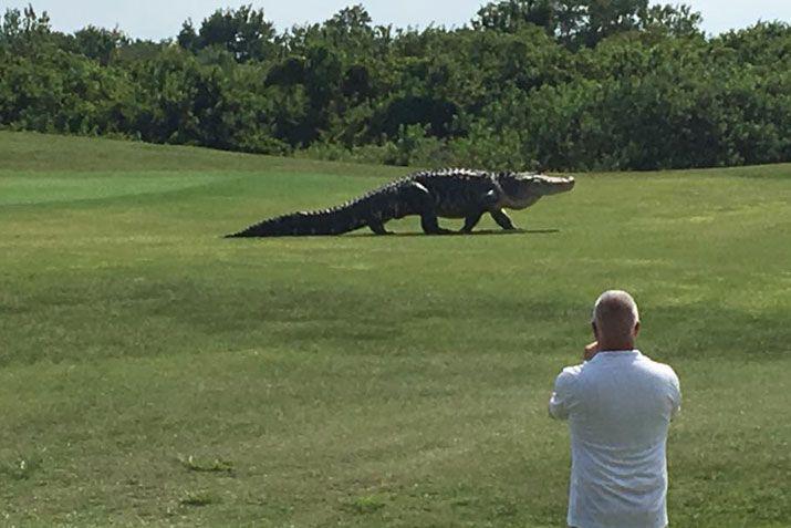 Impactante escena- Jugaban al golf y se les aparecioacute un gigante cocodrilo
