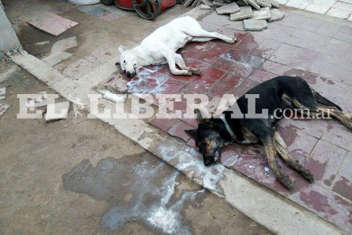 Envenenaron a 6 perros en La Banda