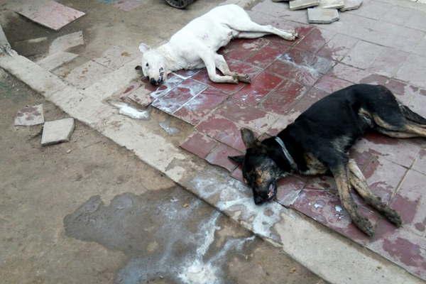 La policiacutea investiga el envenenamiento de al menos seis perros en La Banda
