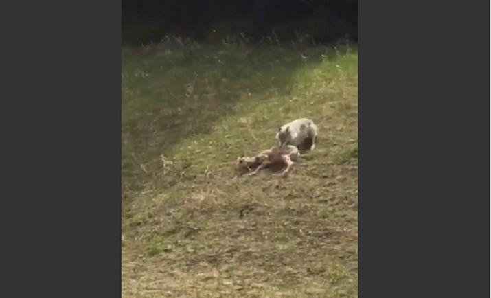 El impactante momento en que un lobo caza una oveja en plena ruta