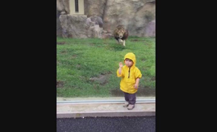 El feroz ataque fallido de un leoacuten contra un nintildeo