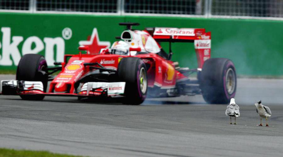 Vettel y las gaviotas que arruinoacute su ventaja con Hamiton