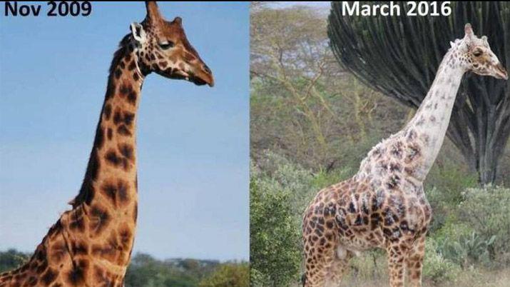 iquestPor queacute una jirafa perdioacute el color de su pelaje