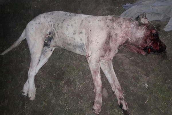 Un hombre perdioacute un ojo y su estado es criacutetico tras ser atacado por su Dogo