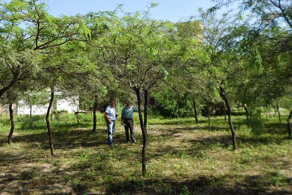 Realizaraacuten una jornada de Capacitacioacuten de nexos sobre la ley de Inversioacuten para bosques cultivados en la Unse