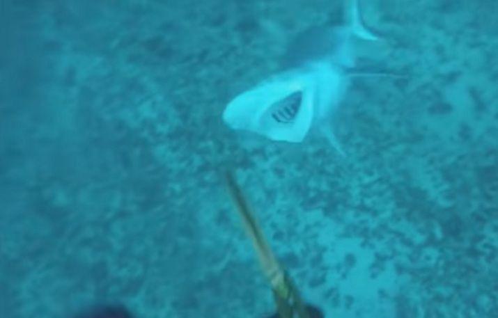 Video- Quiso cazar un tiburoacuten y terminoacute mordido