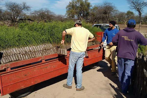 Ambientalistas plantaron dos millones de algarrobos blancos