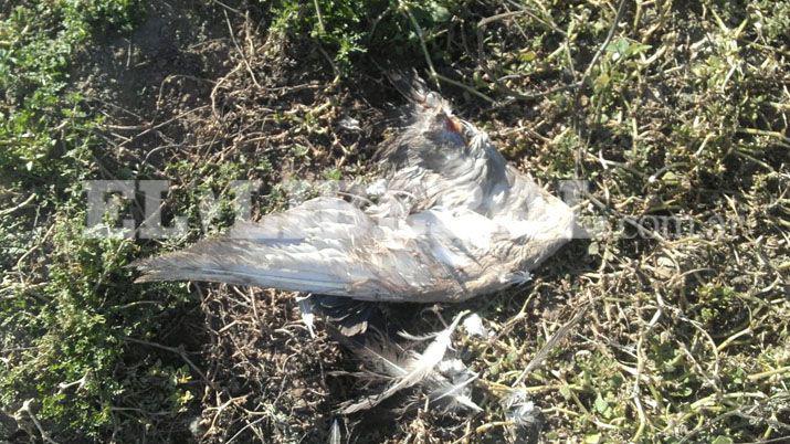 Aparecieron aves descuartizadas en Loreto