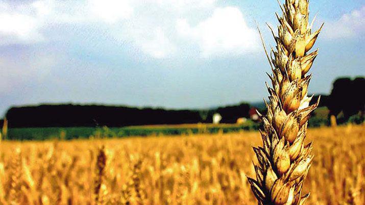Preveacuten un crecimiento de casi 100 mil hectaacutereas en Santiago para la siembra de trigo