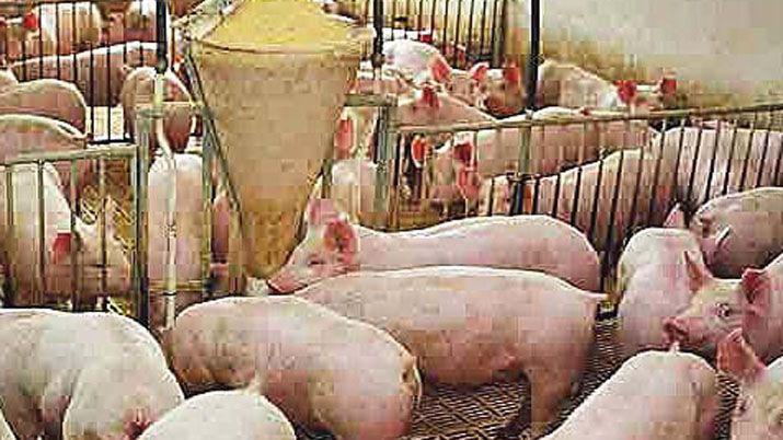 Productores porcinos entre la suba de costos la importacioacuten y bajos precios de venta