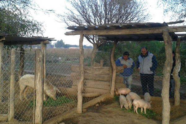 Relevan estado sanitario y alimenticio de producciones porcinas