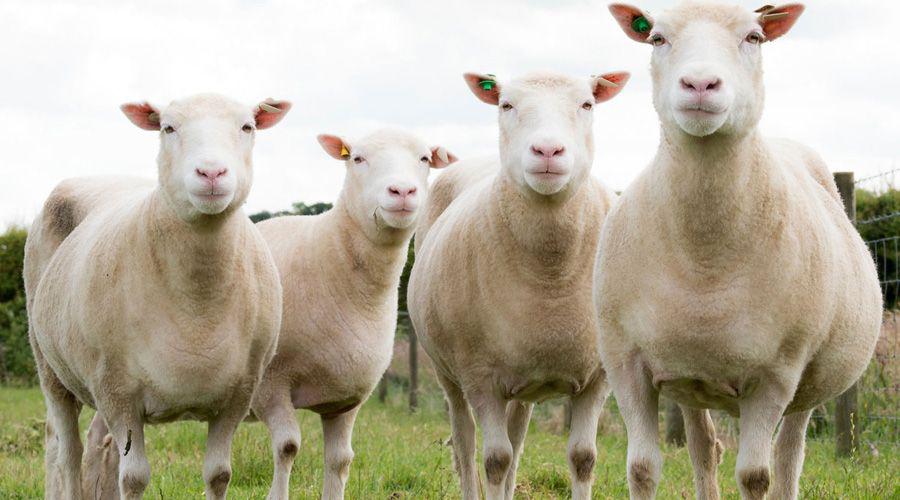 Los cuatro clones de la oveja Dolly cumplieron 9 antildeos