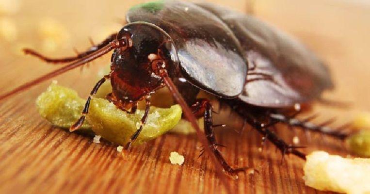 Leche de cucaracha- iquestel alimento del futuro