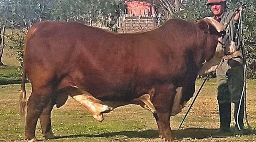 El toro Ceacutesar fue campeoacuten en Palermo