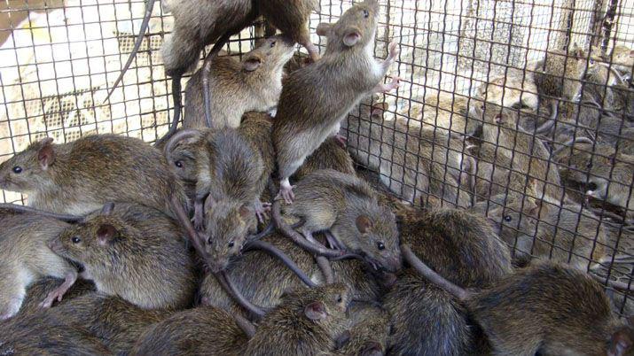 Rosario- denucian que un restaurante estaacute repleto de ratas y no lo clausuran