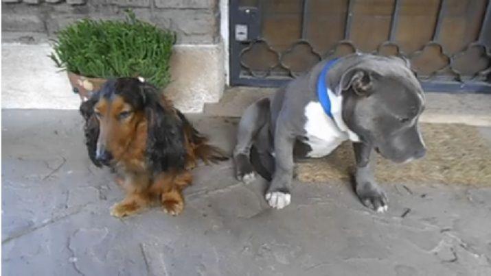 El tierno pitbull que no soportoacute la culpa de haberse portado mal