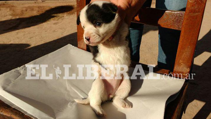 Sofía nació sin sus patas delanteras