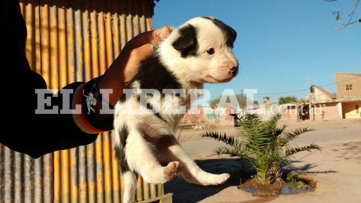 Sorpresa en Campo Gallo- una perra nacioacute sin sus patas delanteras