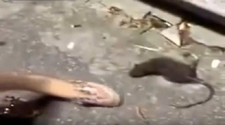 Molestaba una rata moribunda y terminoacute de la peor manera