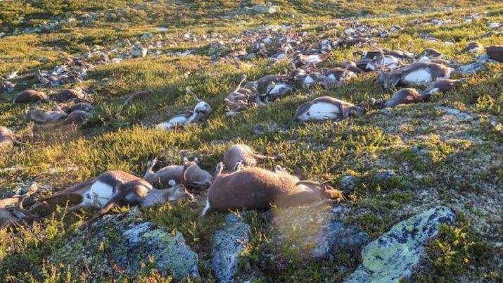 Impactante- cayoacute un rayo en un parque y fulminoacute a 323 renos