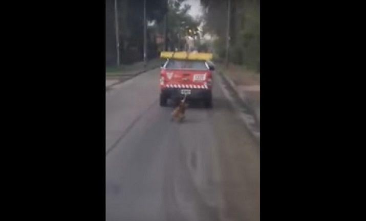 Empleados municipales de Tigre arrastran a un perro atado a una camioneta