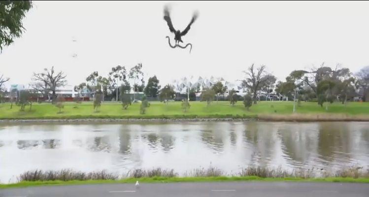 Un halcoacuten arruina un asado familiar