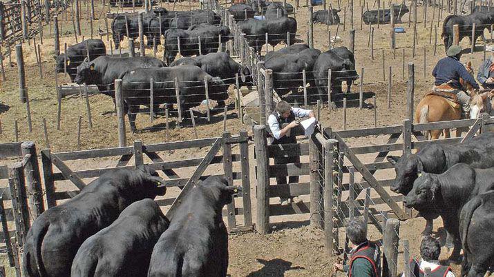 Por las nuevas perspectivas ganaderas explotan los corrales de la ExpoBra 2016