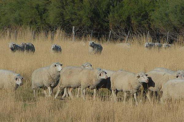 Tres sujetos fueron detenidos por el hurto de ganado