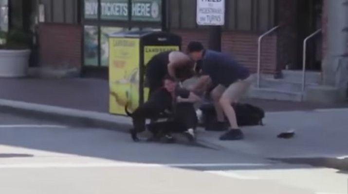 El impresionante momento en que un pitbull ataca a otro perro frente a su duentildea