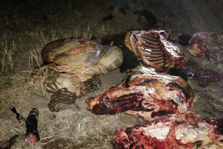 Vista de los cortes encontrados por la policía durante el operativo