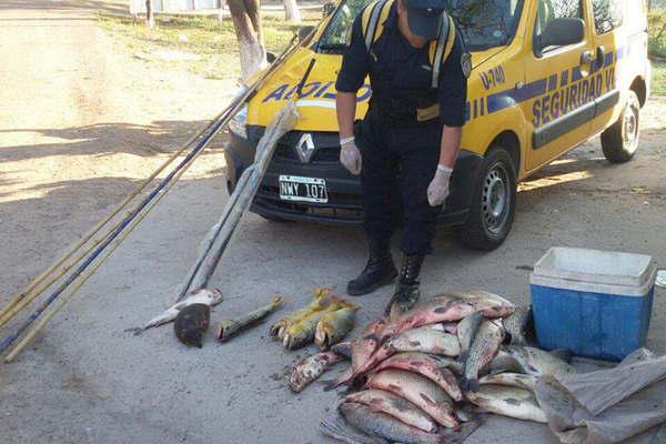 Decomisan gran cantidad de peces de una camioneta