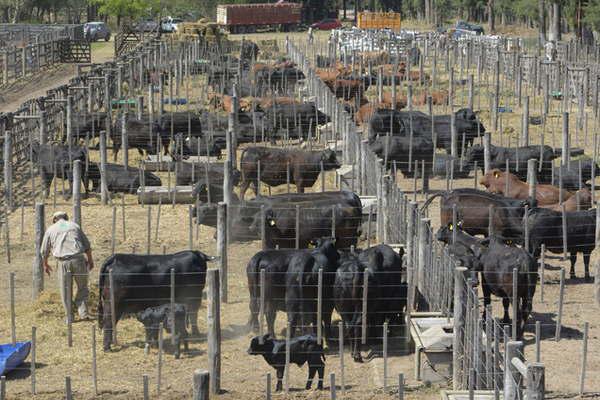 Se inicia la ExpoBra con un desfile de hembras y un seminario ganadero