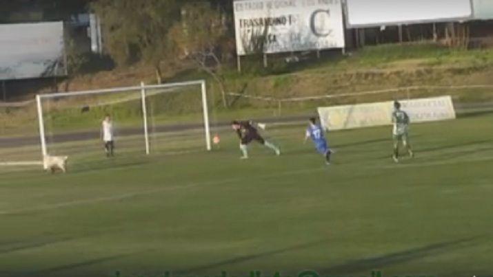 De no creer- Perro ingresa a la cancha y evita un gol en pleno partido