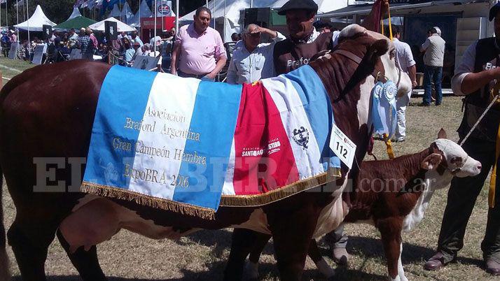 La gran campeona de Raza Braford en la Expo Bra