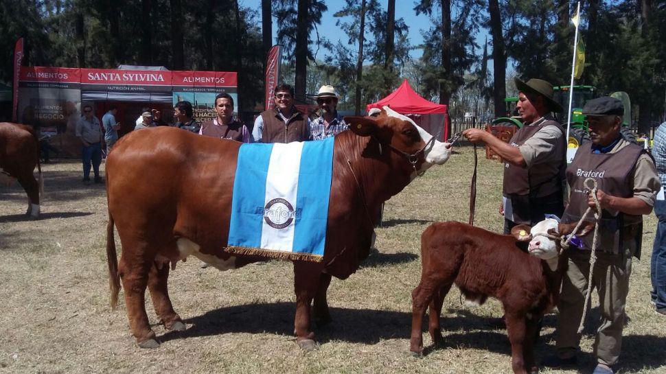 La gran campeona de Raza Braford en la Expo Bra