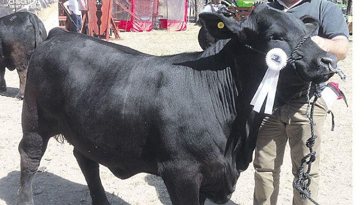 Mejor vaquillona menor una Brangus de La Paloma