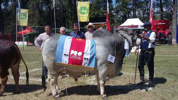 Gramillares un toro de 770 kilos fue el campeoacuten de la raza Brahman