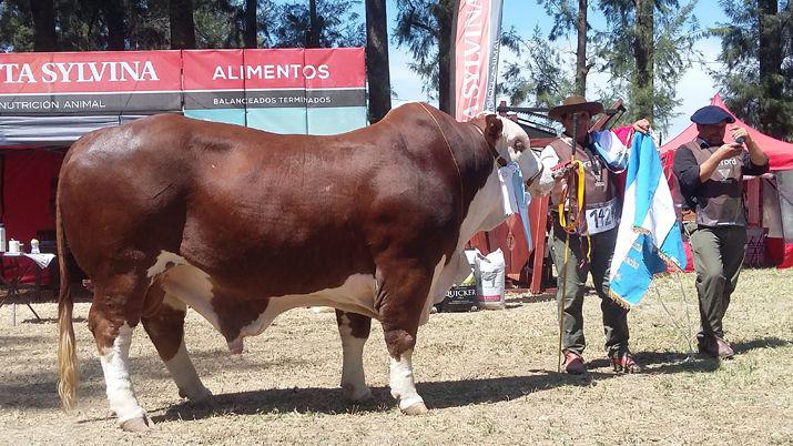 El gran campeoacuten macho salioacute de La Pelada