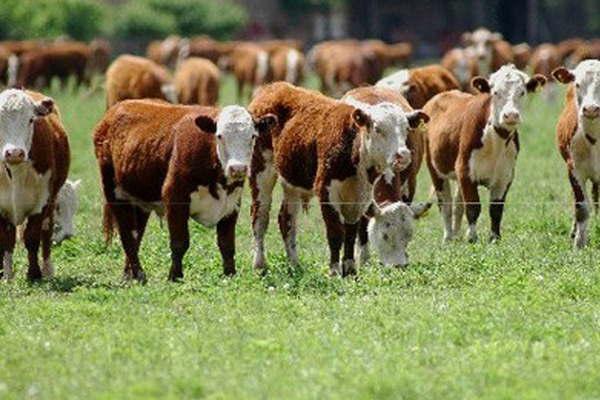 Productor habriacutea sido estafado en maacutes de 1 milloacuten y medio